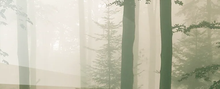 Sunlit forest